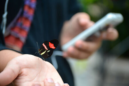 Butterfly living in a butterfly sanctuaryの写真素材