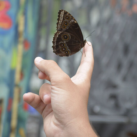 Butterfly living in a butterfly sanctuaryの写真素材