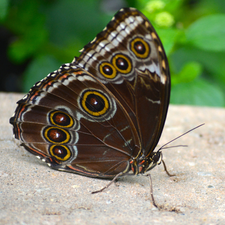 Butterfly living in a butterfly sanctuaryの写真素材