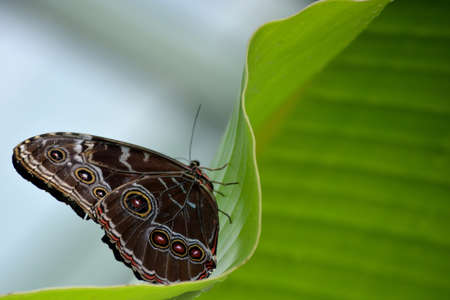 Butterfly living in a butterfly sanctuaryの写真素材