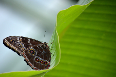 Butterfly living in a butterfly sanctuaryの写真素材