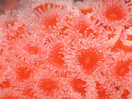 Sea Anemoneの写真素材