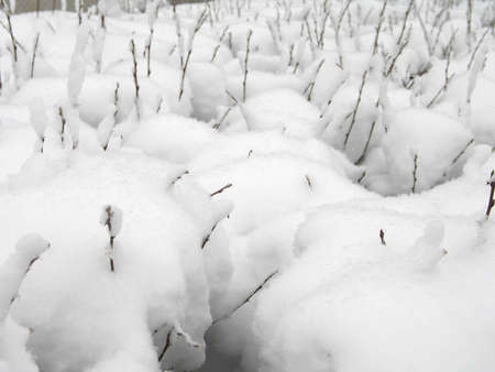 Snow covered hedgeの写真素材