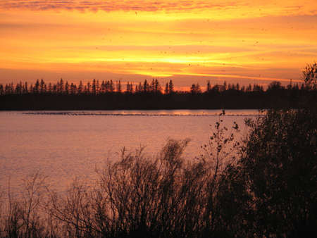 Sunset with geese landing on the lakeの写真素材