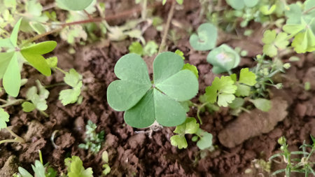 The three heart-shaped leaves of the shamrock plant form a perfect clover, which symbolizes hope,...