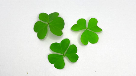Three fresh, green clover leaves isolated on a clean white background. This simple image represents...