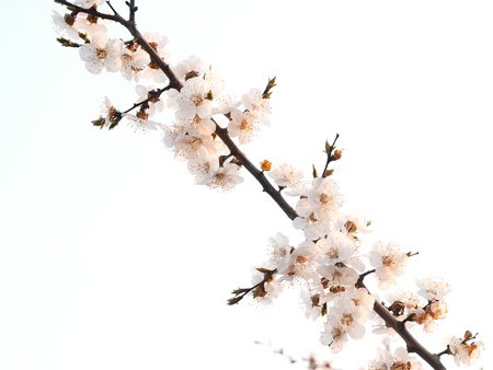 Apricot branch with flowers in the morning sunの写真素材