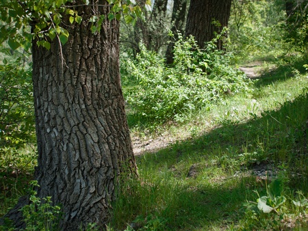 Trunk of an old tree covered with a lichen at a forest pathの写真素材