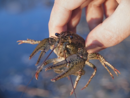 River cancer in a hand on the blue background of waterの写真素材
