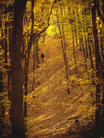 Man walking along in forest in sunny autumn day 