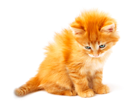 Ginger kitten isolated on white backgroundの写真素材