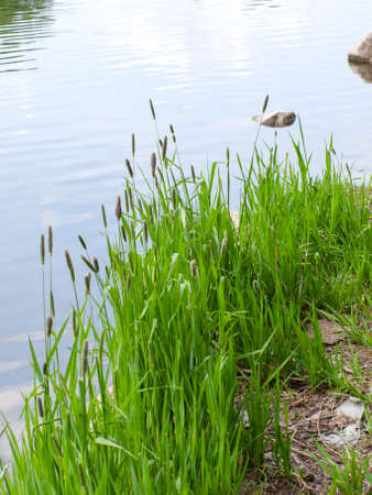 Green grass on the shore of the pondの写真素材