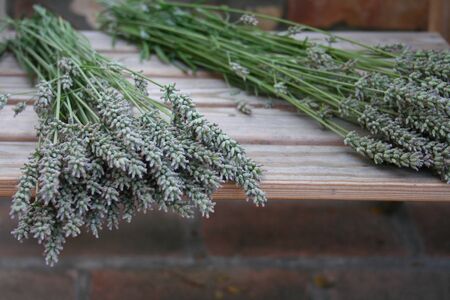 Lavender, Lavanda, lawendaの写真素材