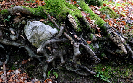 Tree rootの写真素材