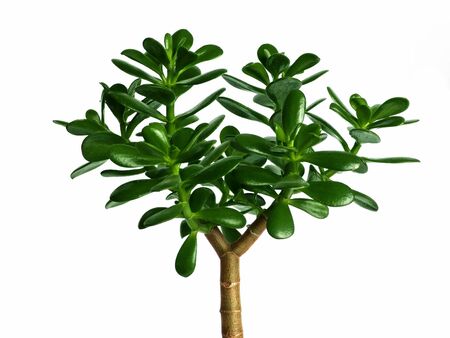 House plant - Crassula Ovata or Money tree. Isolated over white.の写真素材