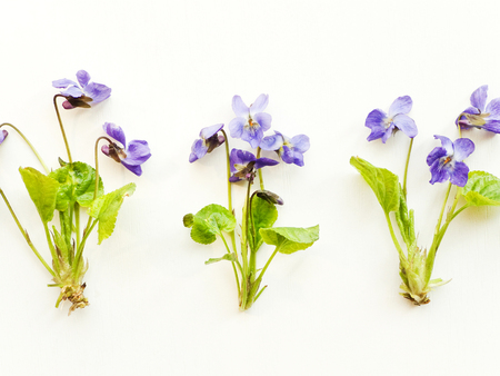 Group of violets flowers on wooden background. Shallow dof.