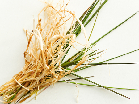 Bluegrass Kentucky with roots on woodenの写真素材