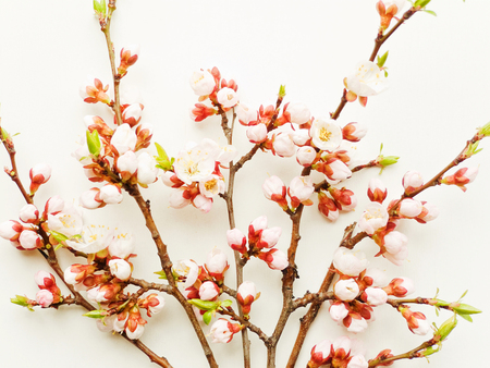 Apricot tree branch with flowers on white woodenの写真素材