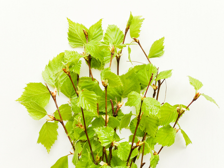 Birch tree leaves on white woodenの写真素材