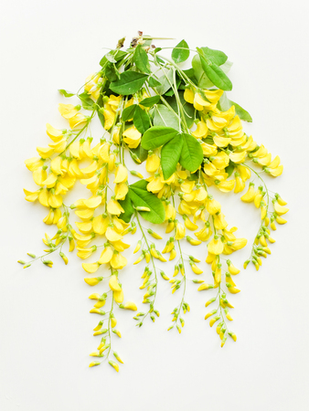 Yellow wisteria on white wooden background. Shallow dof.の写真素材