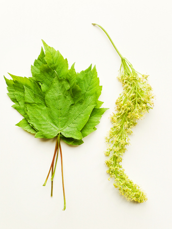 Maple leaves with seeds on white wooden background. Shallow dof.の写真素材