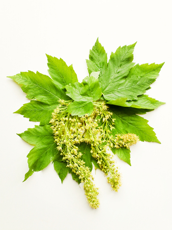 Maple leaves with seeds on white wooden background. Shallow dof.の写真素材