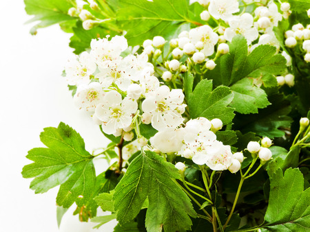 Hawthorn flowers on white wooden background. Shallow dof.の写真素材