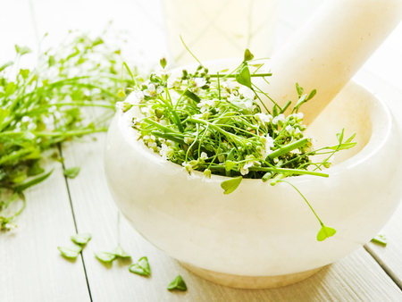 Shepherd's purse herb on wooden background. Shallow dof.の写真素材