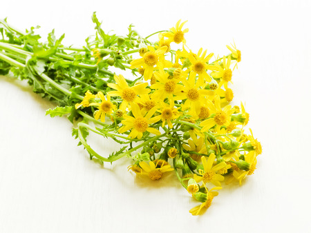 Ragwort flowers on white wooden background. Shallow dof.