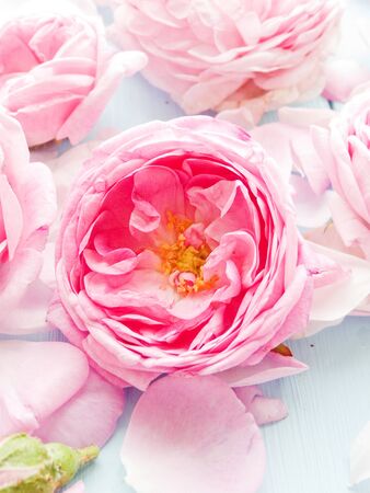 Tea rose pink flowers petals background. Shallow dof.の写真素材