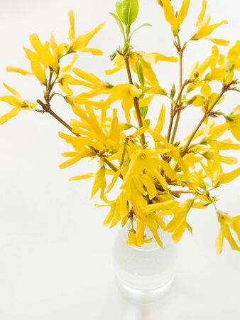 Yellow Forsythia flowers on white background. Shallow dof.の写真素材