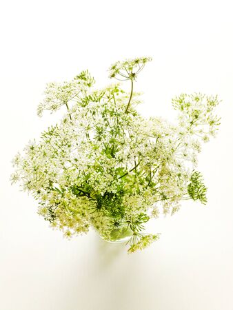 Ground elder on white wooden background. Shallow dof.の写真素材