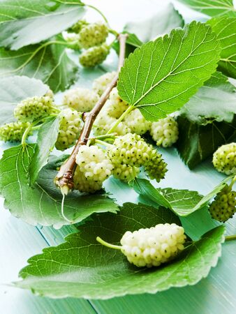 Mulberry tree branch with berries. Shallow dof.の写真素材