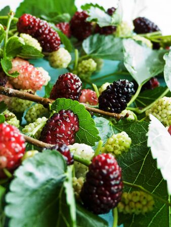 Mulberry tree branch with berries. Shallow dof.の写真素材