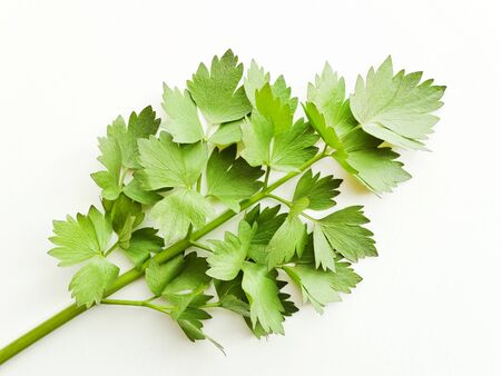 Fresh lovage celery stems with leaves on white wooden background. Shallow dof.の写真素材