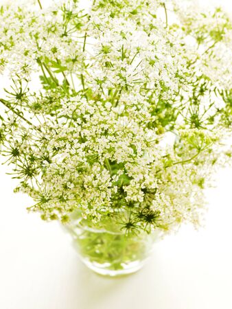 Ground elder on white wooden background. Shallow dof.の写真素材