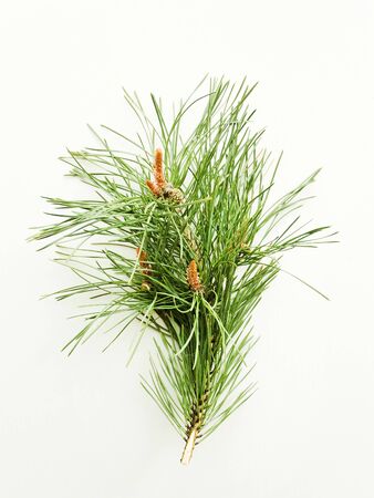 Pine tree with cones and needles on white wooden background. Shallow dof.