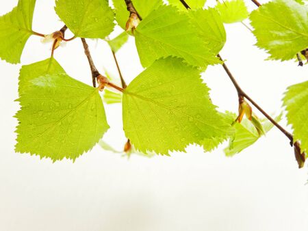 Birch tree leaves on white wooden background. Shallow dof.の写真素材
