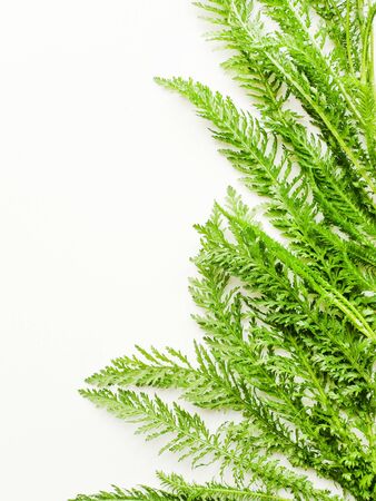 Yarrow leaves on white wooden background. Shallow dof.の写真素材