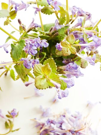Wild dog mint with flowers on white background. Shallow dof.の写真素材