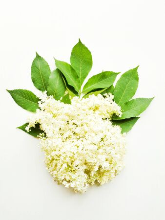 Sambucus elderberry flowers on white wooden background. Shallow dof.の写真素材