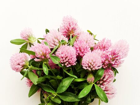 Fresh horse clover flowers on the white wooden background. Shallow dof.の写真素材