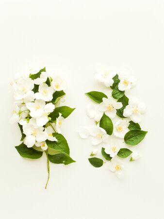 Jasmine flowers and petals background. Shallow dof.の写真素材