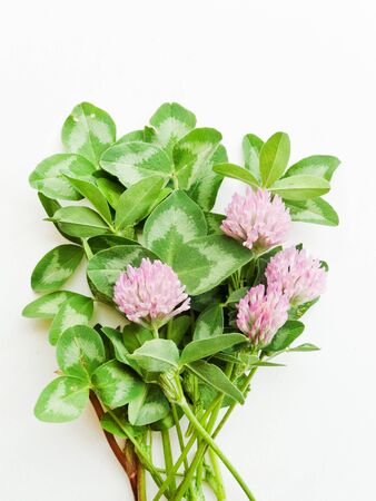 Clover leaves and flowers on white wooden background. Shallow dof.の写真素材