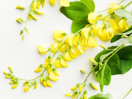Yellow wisteria on white wooden background. Shallow dof.の写真素材