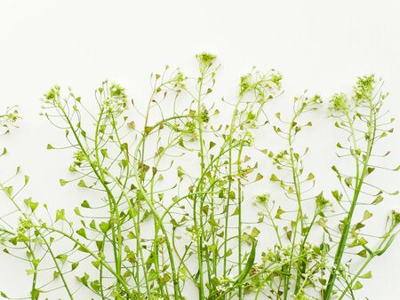 Shepherd's purse herb on white wooden background. Shallow dof.の写真素材