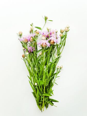 Centaurea flowers on white wooden background. Shallow dof.の写真素材