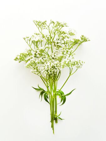 Valerian herb on white wooden background. Shallow dof.の写真素材