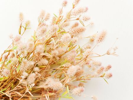 Trifolium arvense herb on white wooden background. Shallow dof.の写真素材