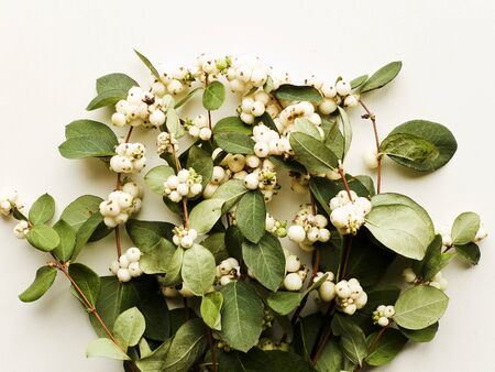 Mistletoe branches with berries on the wooden